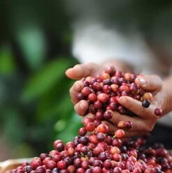 Nescafé Dolce Gusto Latte Macchiato Capsules - 90 Koffiecups -Koffie Korting Winkel 1190x1200 1