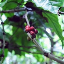 Kopi Luwak Koffie. 35 Gram Ongemalen Bonen. Direct Trade. Single Origin. The Original By Rich.Exclusive. -Koffie Korting Winkel 1200x1200 5