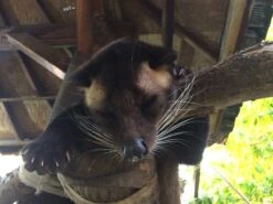 Kopi Luwak Koffie. 35 Gram Ongemalen Bonen. Direct Trade. Single Origin. The Original By Rich.Exclusive. -Koffie Korting Winkel 1200x900 1