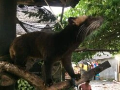 Kopi Luwak Koffie. 35 Gram Ongemalen Bonen. Direct Trade. Single Origin. The Original By Rich.Exclusive. -Koffie Korting Winkel 1200x900