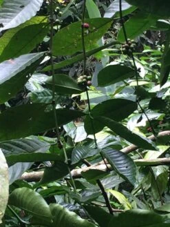 Kopi Luwak Koffie. 35 Gram Ongemalen Bonen. Direct Trade. Single Origin. The Original By Rich.Exclusive. -Koffie Korting Winkel 900x1200 1